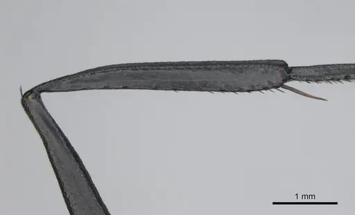 Camponotus fulvopilosus specimen CASENT0814298 image casent0814298_4