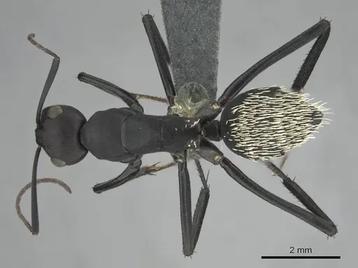 Camponotus fulvopilosus specimen CASENT0814922 image casent0814922_1