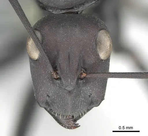 Camponotus fulvopilosus specimen CASENT0814922 image casent0814922_2