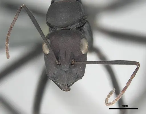Camponotus fulvopilosus specimen CASENT0814922 image casent0814922_3