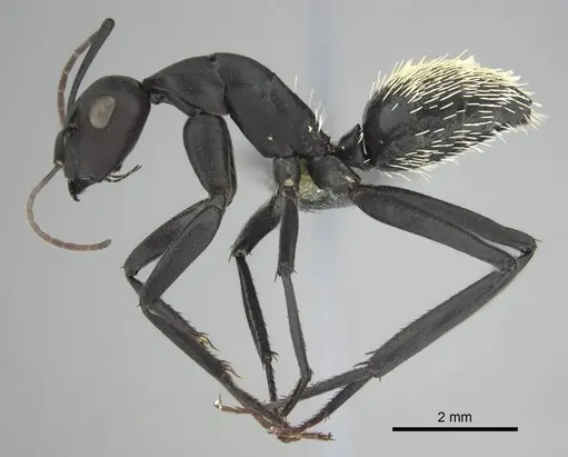 Camponotus fulvopilosus specimen CASENT0814922 image casent0814922_4