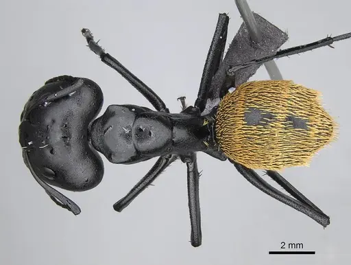 Camponotus fulvopilosus specimen CASENT0822234 image casent0822234_1