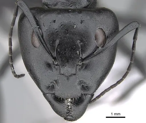 Camponotus fulvopilosus specimen CASENT0822234 image casent0822234_2