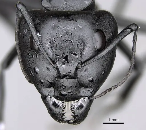 Camponotus fulvopilosus specimen CASENT0822234 image casent0822234_3