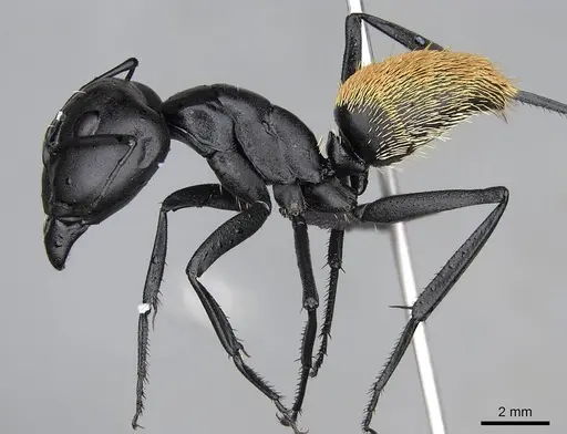 Camponotus fulvopilosus specimen CASENT0822234 image casent0822234_4