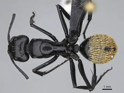 Camponotus fulvopilosus specimen CASENT0822235 image casent0822235_1
