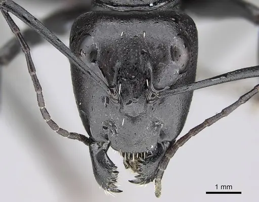 Camponotus fulvopilosus specimen CASENT0822235 image casent0822235_2