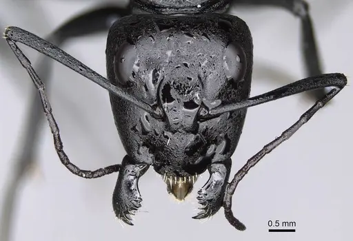 Camponotus fulvopilosus specimen CASENT0822235 image casent0822235_3
