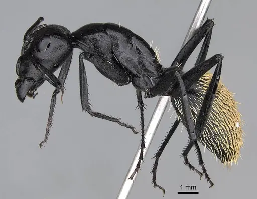 Camponotus fulvopilosus specimen CASENT0822235 image casent0822235_4