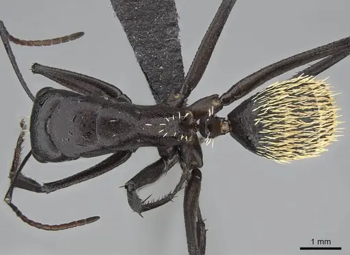 Camponotus fulvopilosus specimen CASENT0822236 image casent0822236_1