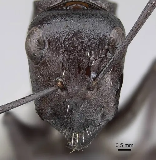 Camponotus fulvopilosus specimen CASENT0822236 image casent0822236_2
