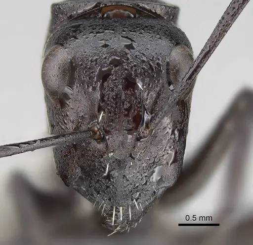 Camponotus fulvopilosus specimen CASENT0822236 image casent0822236_3