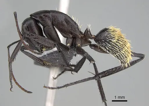 Camponotus fulvopilosus specimen CASENT0822236 image casent0822236_4