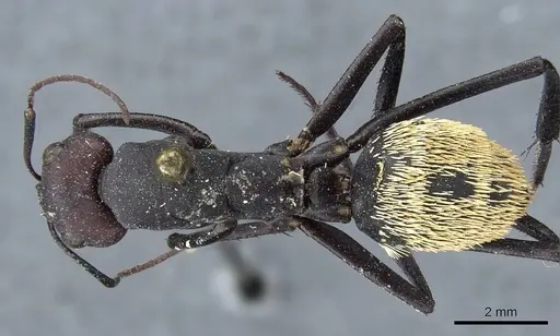 Camponotus fulvopilosus specimen CASENT0905418 image casent0905418_1
