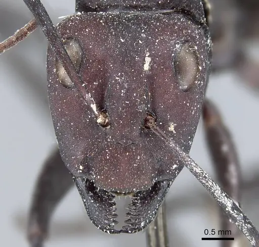 Camponotus fulvopilosus specimen CASENT0905418 image casent0905418_2