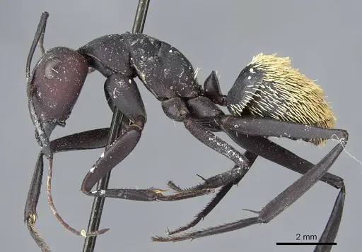 Camponotus fulvopilosus specimen CASENT0905418 image casent0905418_3