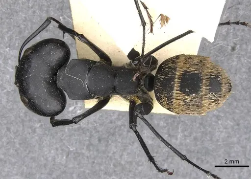 Camponotus fulvopilosus specimen CASENT0910452 image casent0910452_1