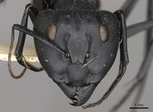 Camponotus fulvopilosus specimen CASENT0910452 image casent0910452_2
