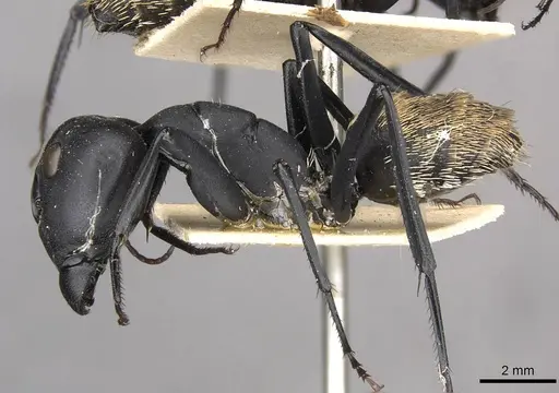 Camponotus fulvopilosus specimen CASENT0910452 image casent0910452_3