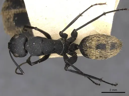 Camponotus fulvopilosus specimen CASENT0910453 image casent0910453_1