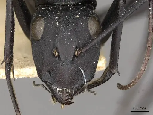 Camponotus fulvopilosus specimen CASENT0910453 image casent0910453_2
