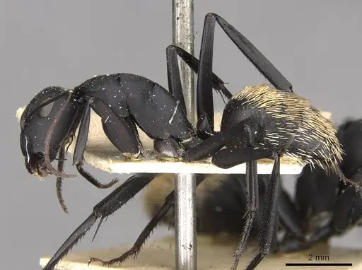 Camponotus fulvopilosus specimen CASENT0910453 image casent0910453_3