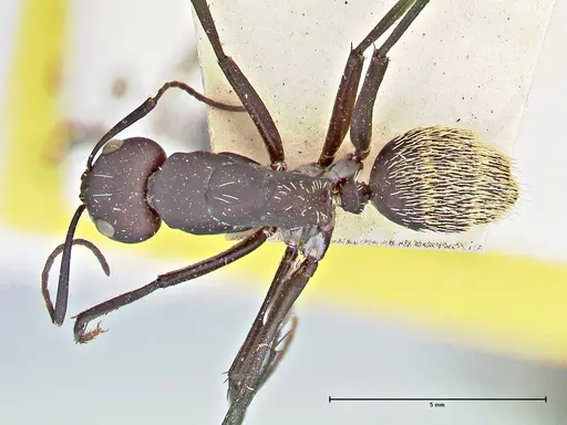Camponotus fulvopilosus specimen FOCOL2951 image focol2951_1