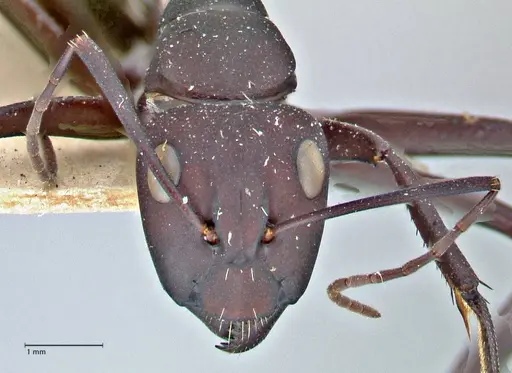 Camponotus fulvopilosus specimen FOCOL2951 image focol2951_2