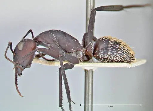 Camponotus fulvopilosus specimen FOCOL2951 image focol2951_3