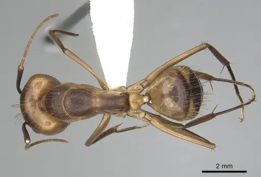 Camponotus fumidus specimen CASENT0280051 image casent0280051_1