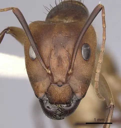 Camponotus fumidus specimen CASENT0280051 image casent0280051_2