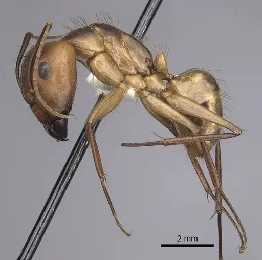 Camponotus fumidus specimen CASENT0280051 image casent0280051_3