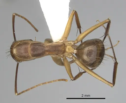 Camponotus fumidus specimen CASENT0280052 image casent0280052_1