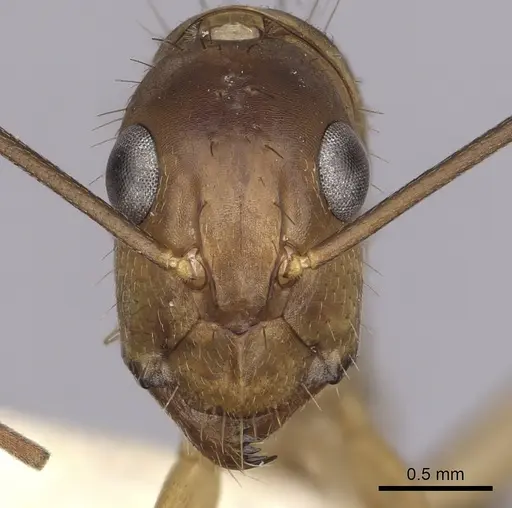 Camponotus fumidus specimen CASENT0280052 image casent0280052_2