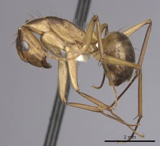Camponotus fumidus specimen CASENT0280052 image casent0280052_3