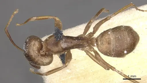 Camponotus fumidus specimen CASENT0909992 image casent0909992_1