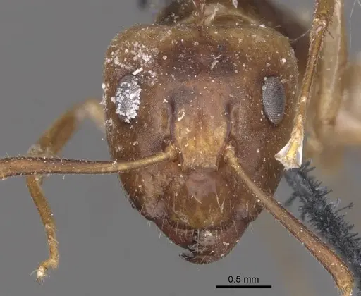 Camponotus fumidus specimen CASENT0909992 image casent0909992_2