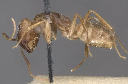Camponotus fumidus specimen CASENT0909992 image casent0909992_3