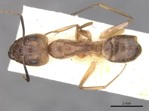 Camponotus fumidus specimen CASENT0909993 image casent0909993_1
