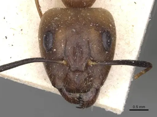 Camponotus fumidus specimen CASENT0909993 image casent0909993_2
