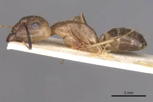 Camponotus fumidus specimen CASENT0909993 image casent0909993_3