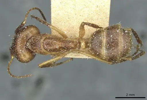 Camponotus fumidus specimen CASENT0911944 image casent0911944_1