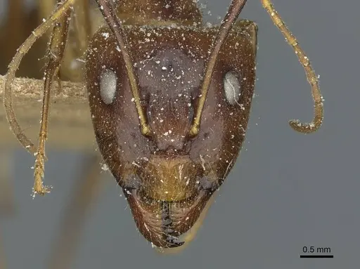Camponotus fumidus specimen CASENT0911944 image casent0911944_2