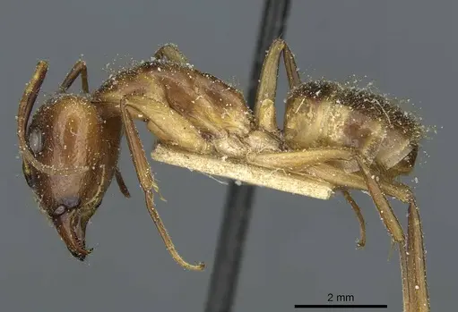 Camponotus fumidus specimen CASENT0911944 image casent0911944_3
