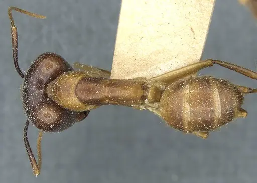 Camponotus fumidus specimen CASENT0911945 image casent0911945_1