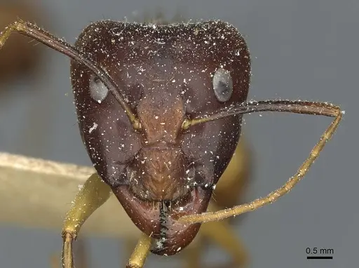 Camponotus fumidus specimen CASENT0911945 image casent0911945_2