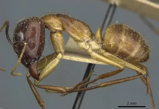 Camponotus fumidus specimen CASENT0911945 image casent0911945_3