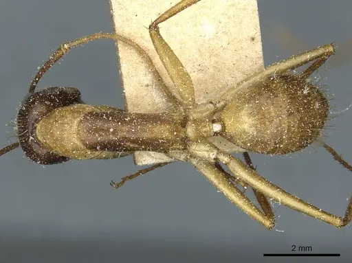 Camponotus fumidus specimen CASENT0911946 image casent0911946_1