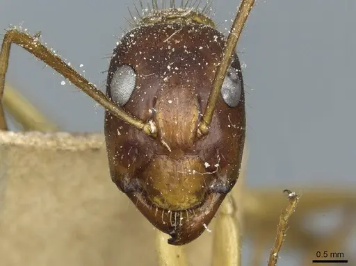 Camponotus fumidus specimen CASENT0911946 image casent0911946_2