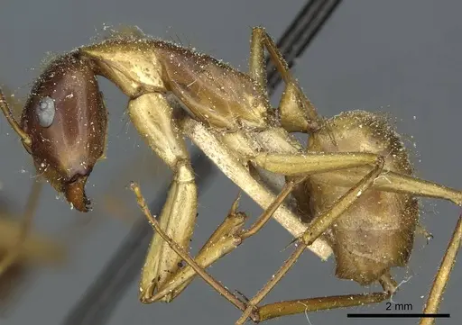 Camponotus fumidus specimen CASENT0911946 image casent0911946_3